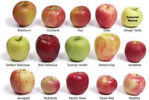 Info y Tips sobre las Manzanas