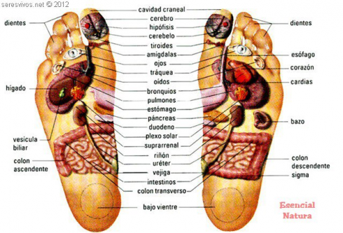 reflexologia podal ovarios