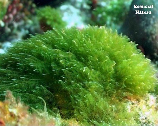 7 Beneficios del Alga  Spirulina
