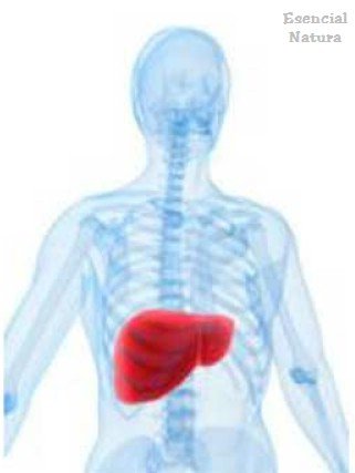 La limpieza del hígado y la vesícula biliar