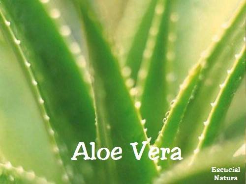 5 Usos impresionantes para el Aloe Vera