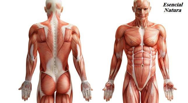 Función muscular y liberación