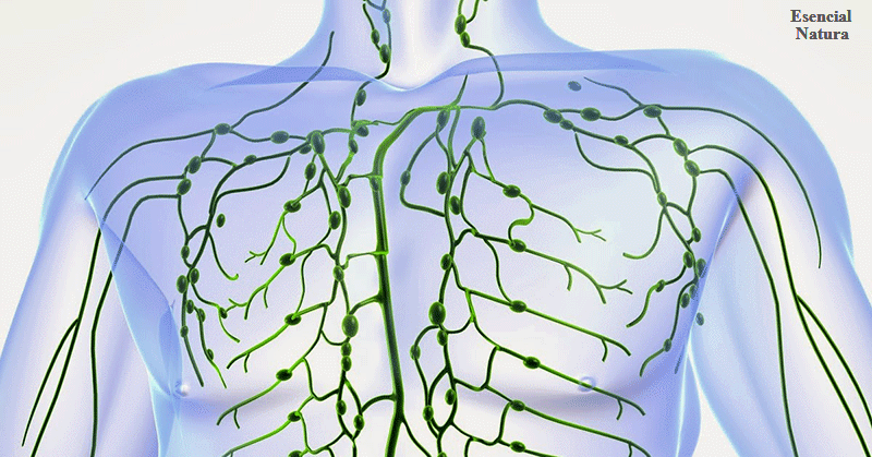 Una Limpieza de 3- Día del Sistema Linfático para mantenerlo saludable Todo el Año