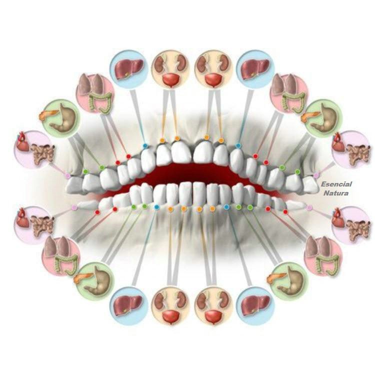 Cada diente está asociada con los órganos del cuerpo
