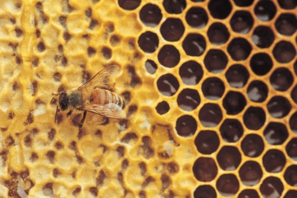 Estudio: La miel de Manuka mata más bacterias que todos los antibióticos disponibles