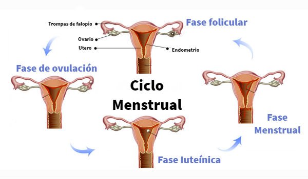 La acupuntura y las hierbas vencen a las hormonas para la irregularidad menstrual